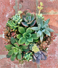 Load image into Gallery viewer, SUCCULENT POTS