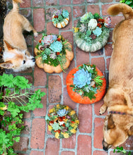 Load image into Gallery viewer, SUCCULENT PUMPKINS