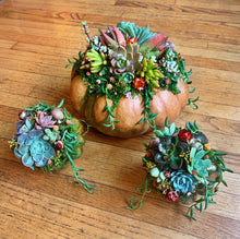 Load image into Gallery viewer, SUCCULENT PUMPKINS