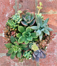 Load image into Gallery viewer, SUCCULENT POTS
