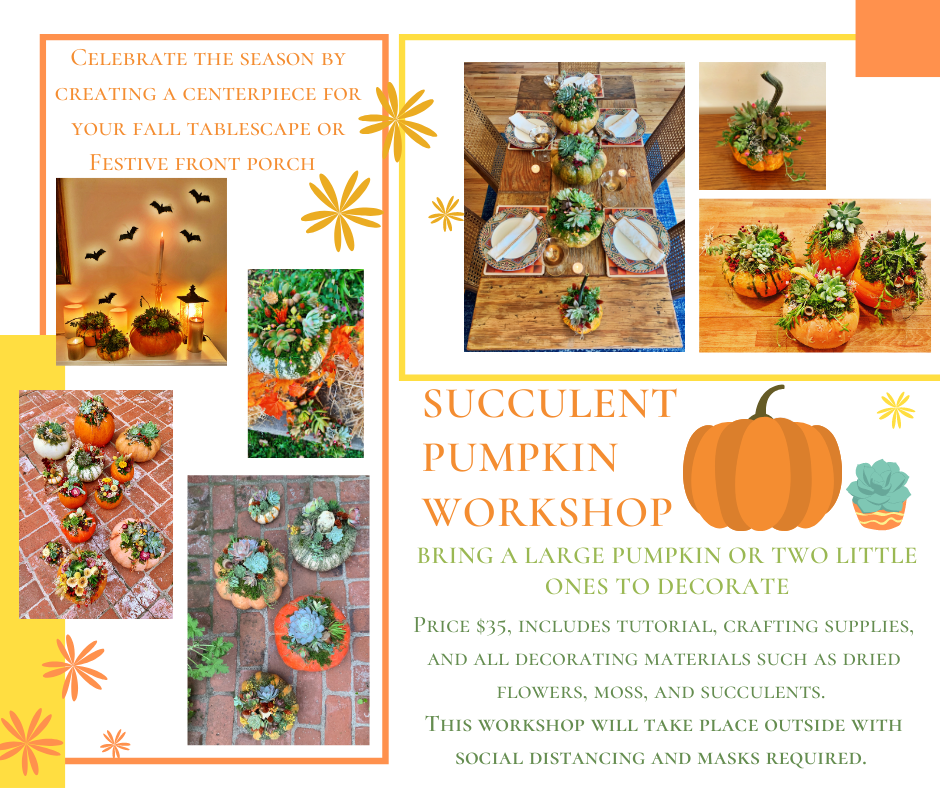 pumpkin succulent workshop SUCCULENT PUMPKIN WORKSHOP – Origin Elsewhere Designs